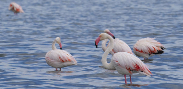 View of birds in lake