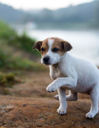 Portrait of dog on field