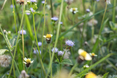 Close-up of purple flowering plants on field