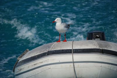 Seagull perching on boat moored by sea