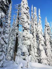 Snow covered trees against sky