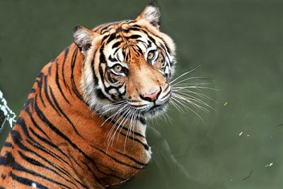 Portrait of tiger in zoo