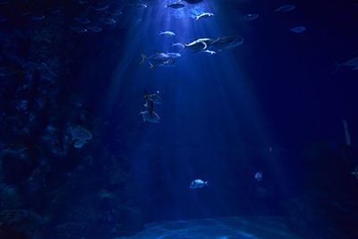 Set of goldfish in the ocean, clear sand, sea bottom