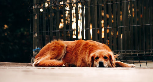 Dog resting in cage