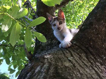 Portrait of cat sitting on tree trunk