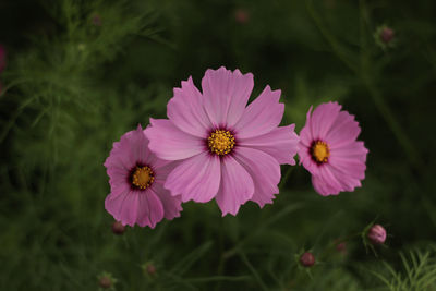 Close-up of pink flowering plants