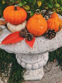 High angle view of pumpkins on field