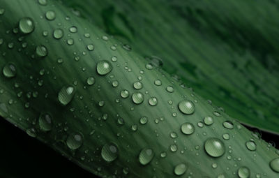 Close-up water drop on lush green foliage after rainning.