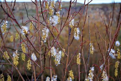 Close-up of flowering plants on field