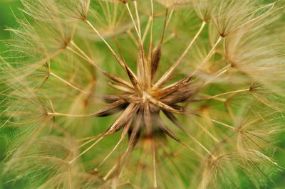 Close-up of dandelion on field