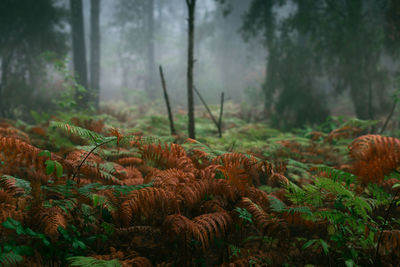 Close-up of mushrooms growing on tree trunk in forest