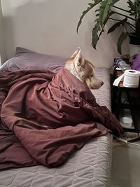 Rear view of woman sitting on bed at home