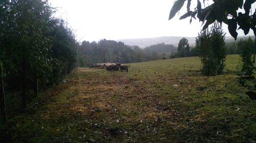 Cows grazing on field against sky