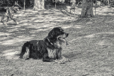 Dog sitting in a field