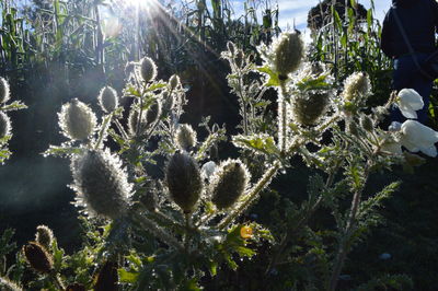 Close-up of cactus plants