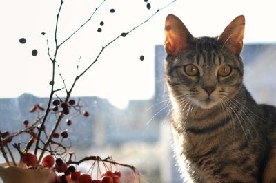 Close-up portrait of a cat