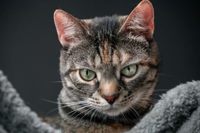 Close-up portrait of cat