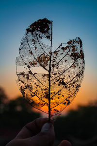 Close-up of hand holding plant against sky during sunset