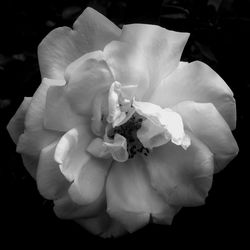 Close-up of white flower