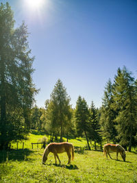 Horses in a pasture in south tyrol, alto adige 