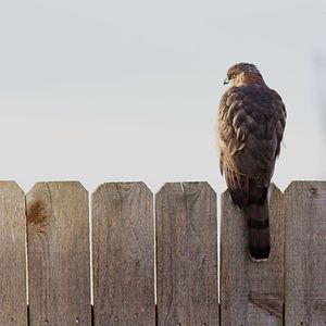 Bird perching on wooden post against sky