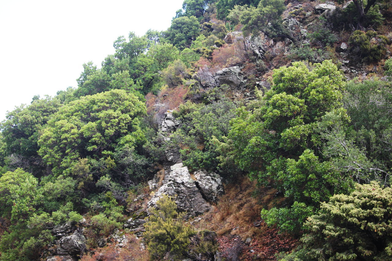 SCENIC VIEW OF FOREST