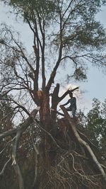 Low angle view of bare tree in forest against sky