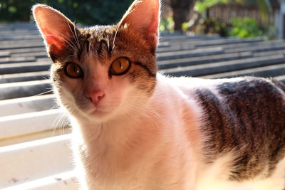 Close-up portrait of cat