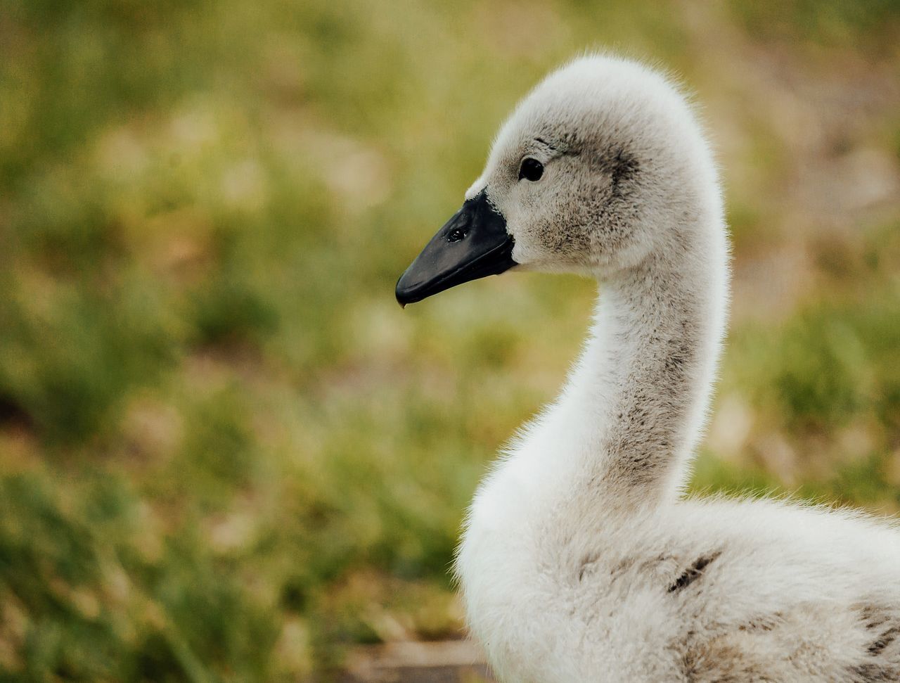 CLOSE-UP OF A DUCK