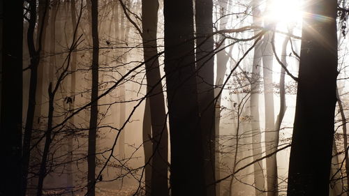 Bare trees in forest during sunset