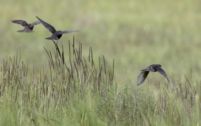 animal wildlife