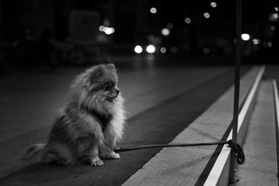 Lost dog in the night