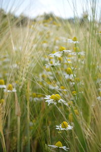 Close-up of wheat growing on field