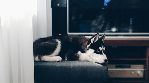 Cat sleeping on window at home