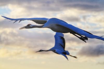 Low angle view of bird flying in sky