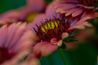 Close-up of gaillardia flower 