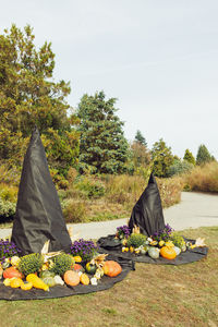 Two big halloween witch hats with pumpkins and flowers, copy space