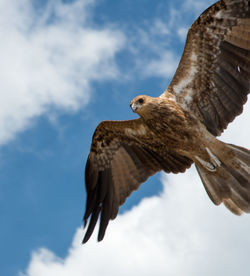 Low angle view of eagle flying