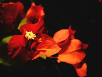 Close-up of orange flowers blooming outdoors