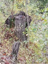 View of tree trunk in forest