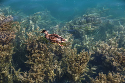 High angle view of fish swimming in sea