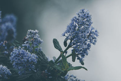 Close-up of snow on plant