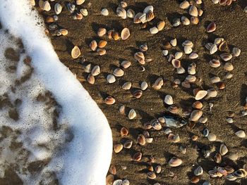 Close-up of waters edge