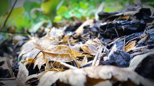 Close-up of dry autumn leaves