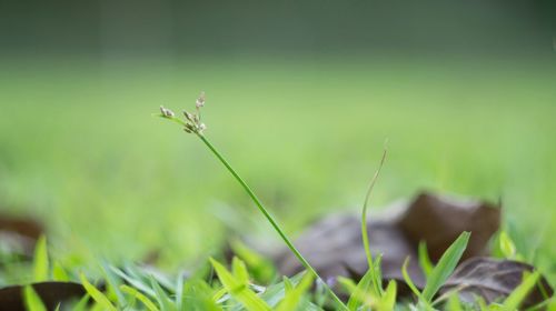 Close-up of plant growing on plant