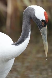 Close-up of swan