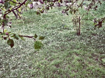 Plant growing on tree