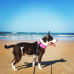 Dog standing on beach against clear sky