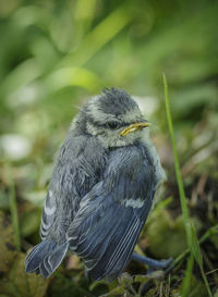 Close-up of bird perching outdoors