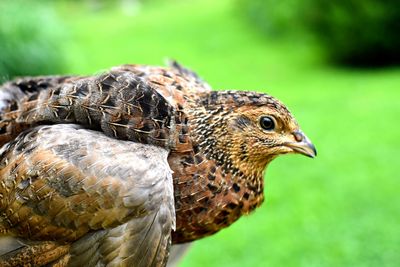 Close-up of a bird